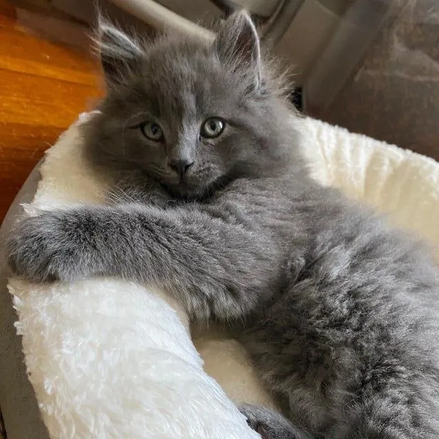 Nebelung Filhote na Cor Cinza