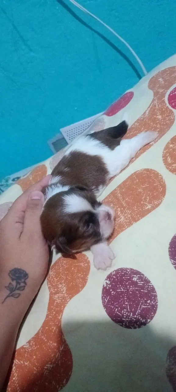Filhote Shih Tzu