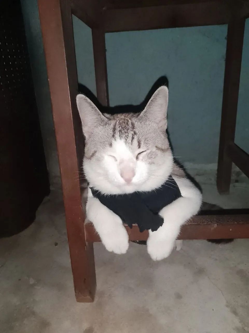 Doação de gatinhos  - Foto 3