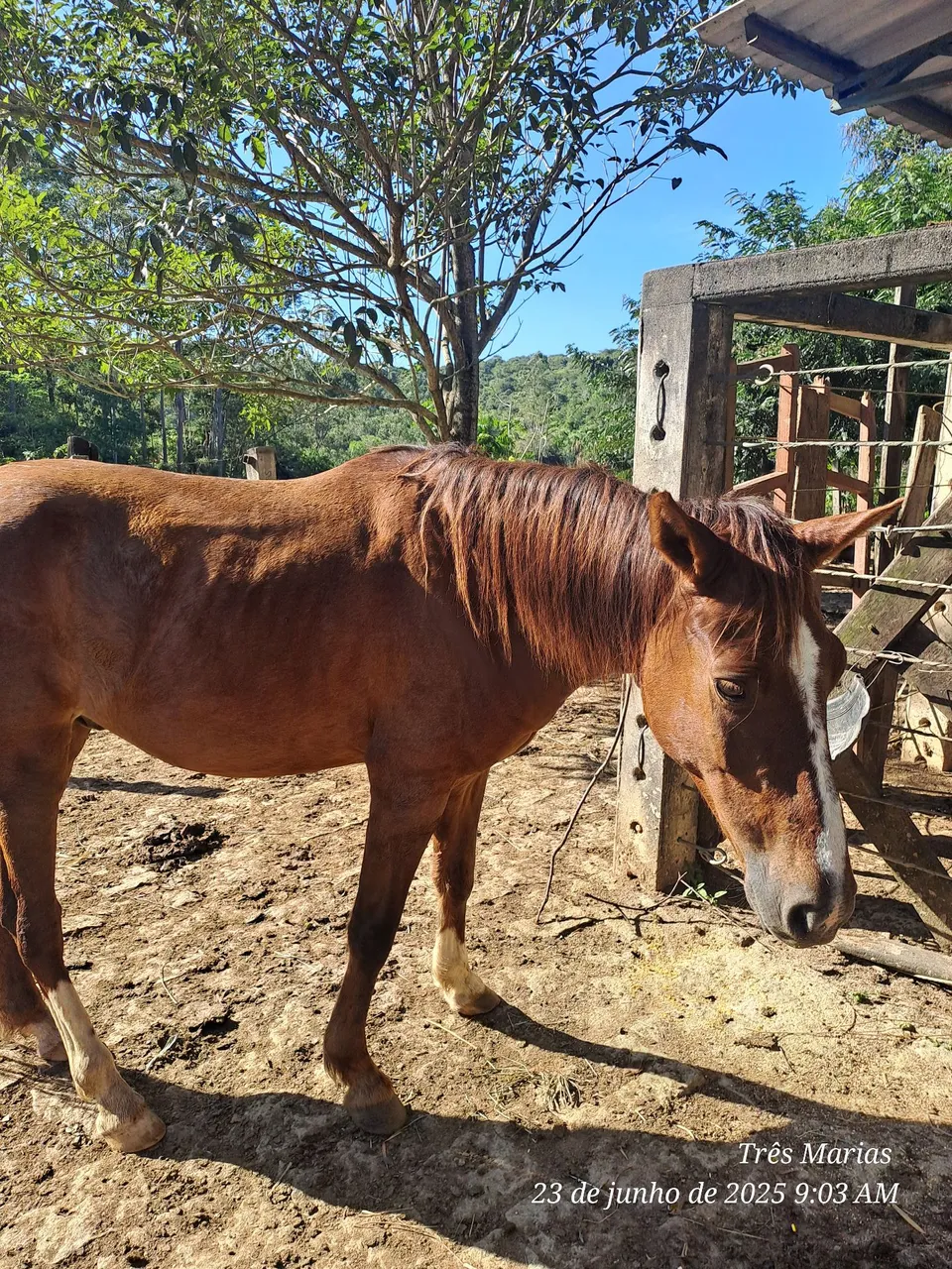Mangalarga Marchador, castrado, neto do Trilho da Zizica. Aceito cartão e pix