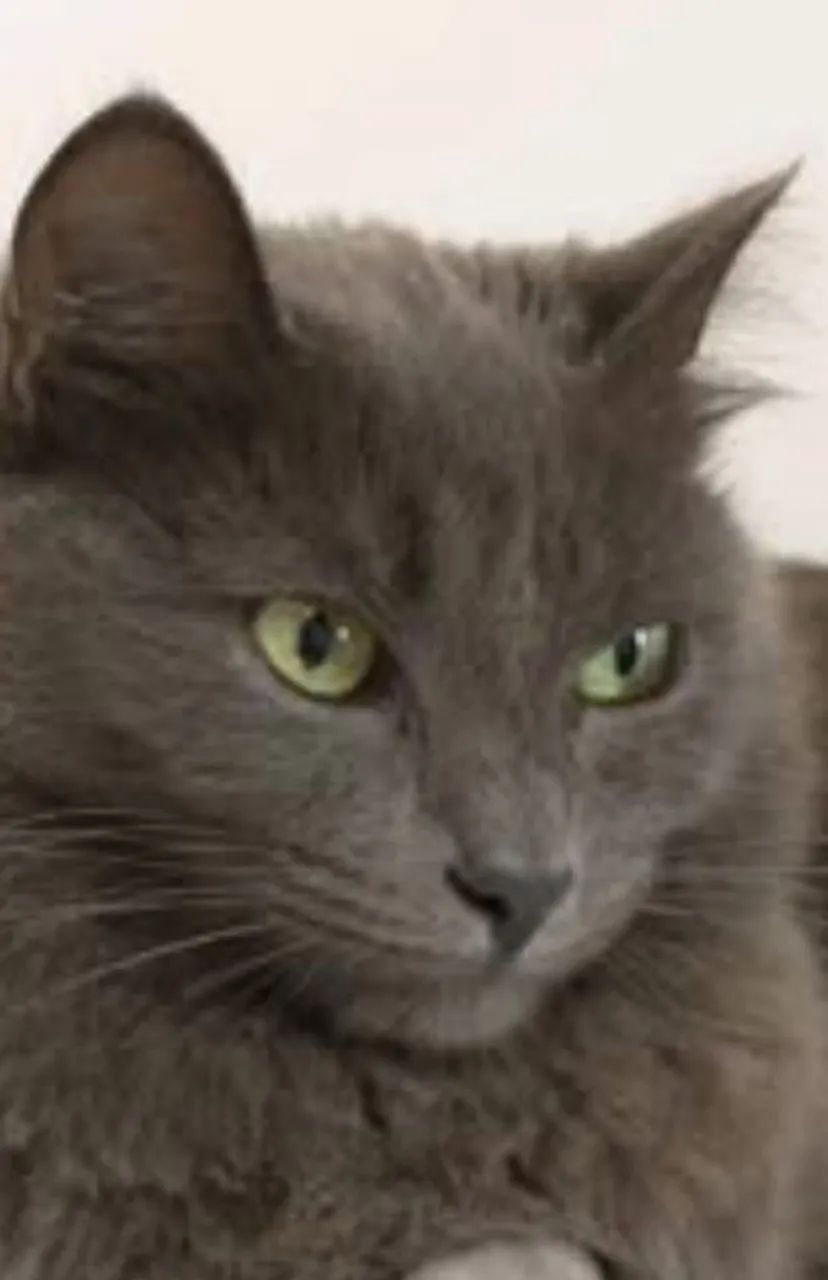 Dois Gatinhos Bengala - Lindos e Brincalhões - Foto 5