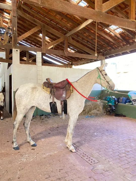 Égua Marcha Picada Genuína