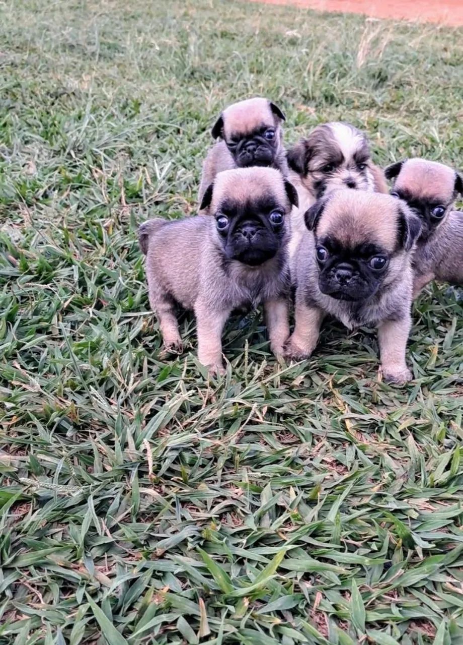 Pug - Foto 3