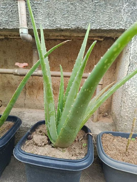 Mudas de Babosa Aloe Vera  - Foto 3