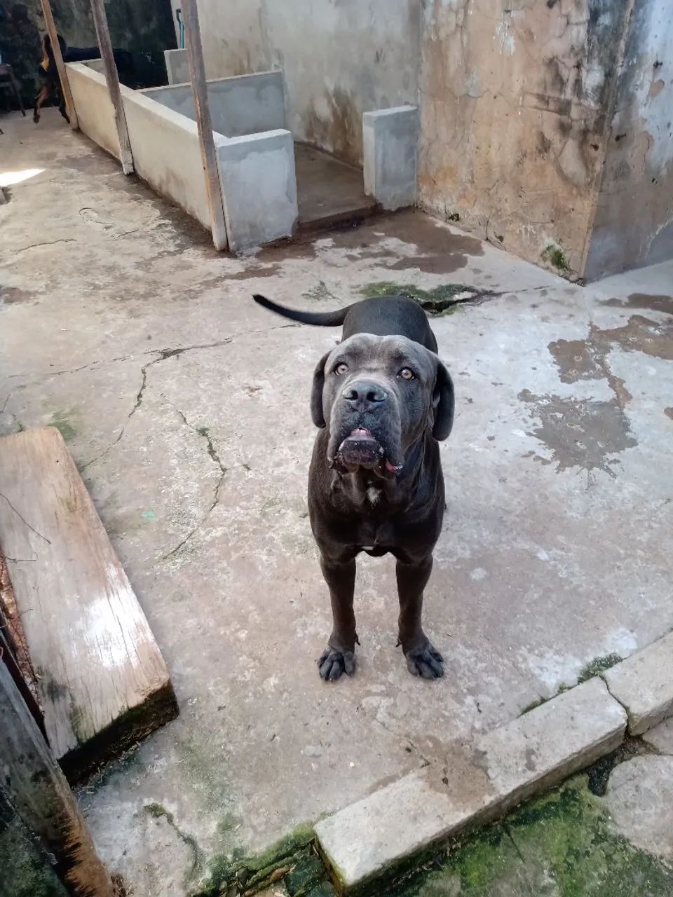 Vendo cane corso  - Foto 3