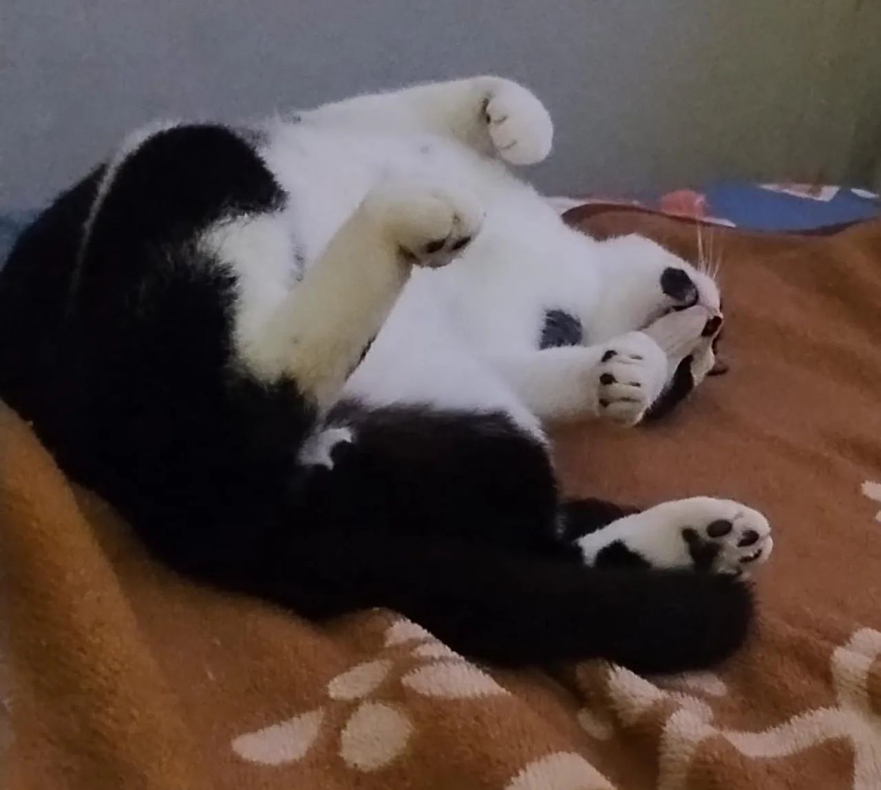 Doação de gato  - Foto 4