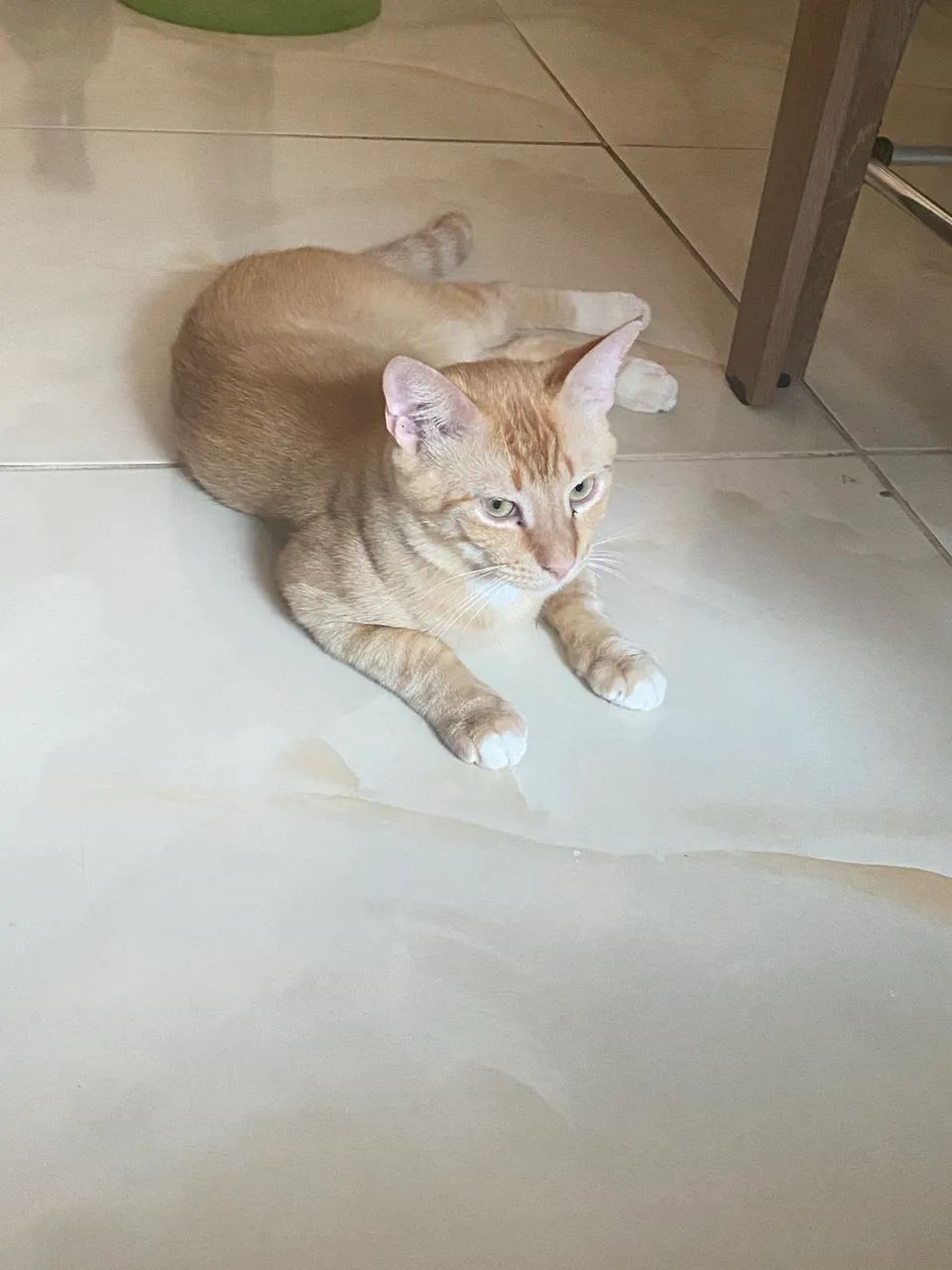 Doação de Gato Castrado - Foto 2