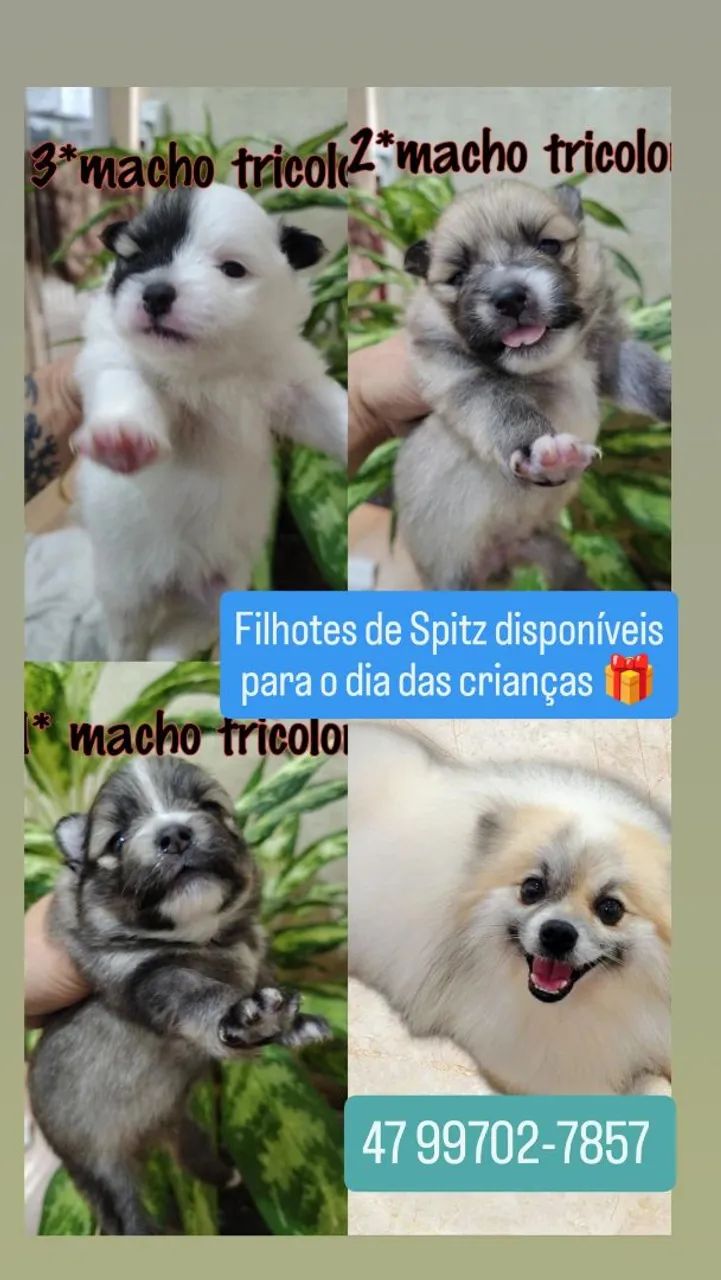 Spitz anão macho  - Foto 4