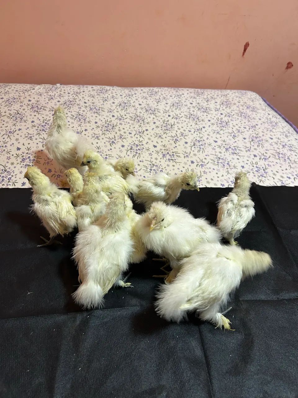 Sedosa - Foto 4