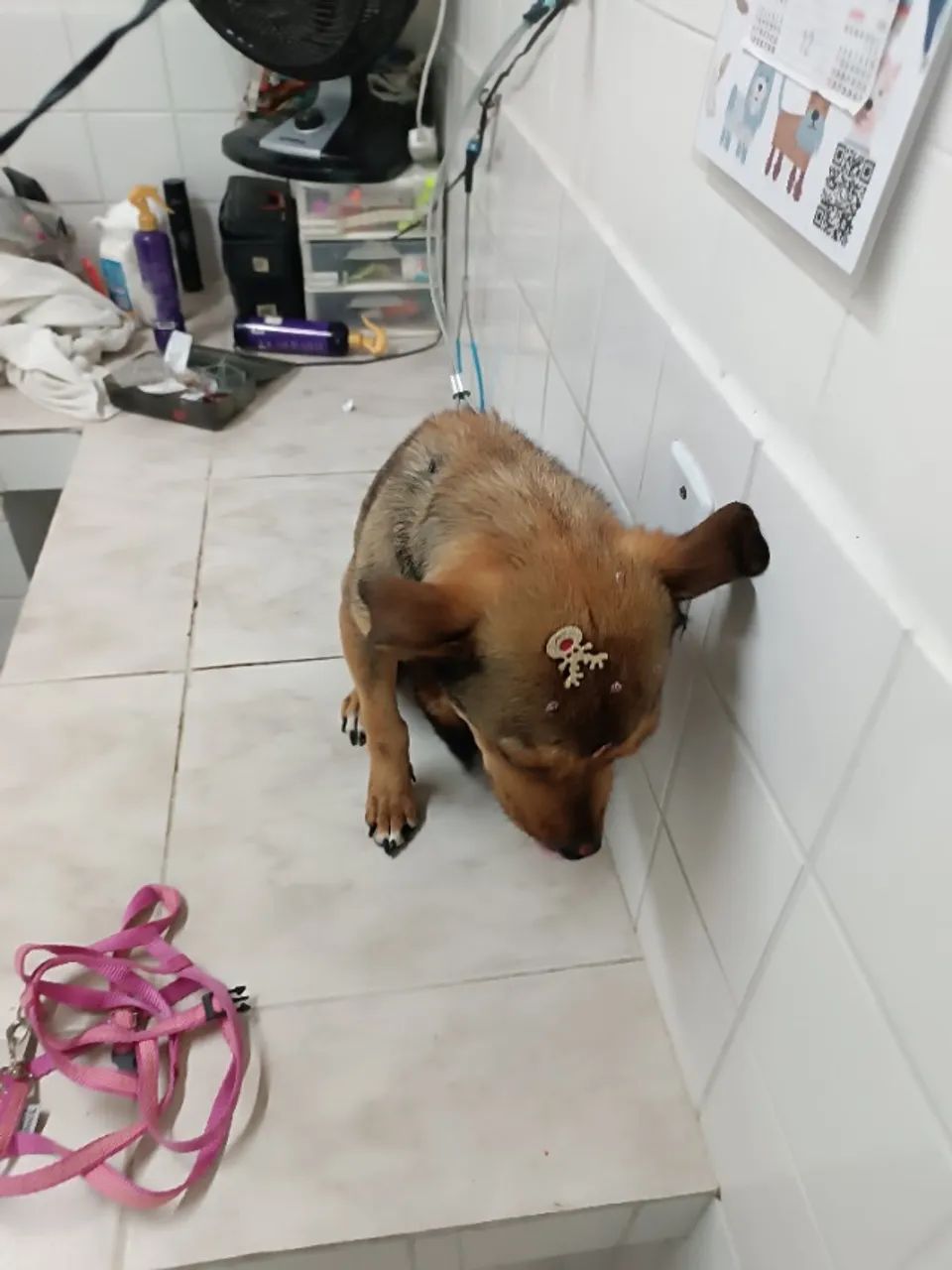 DOA-SE A MEL (COMPANHEIRA E GUARDA) - Foto 4