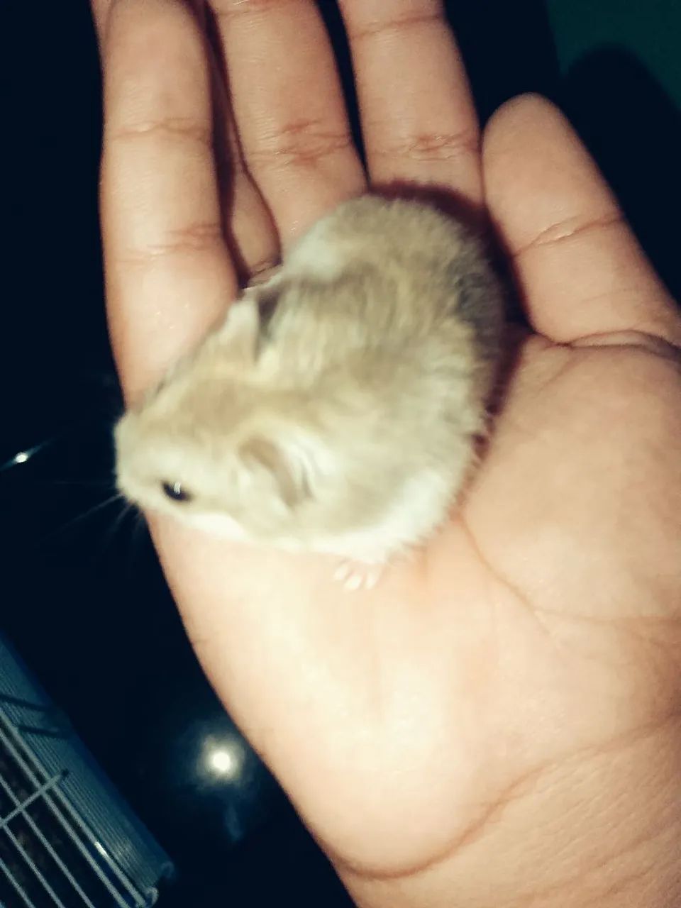Hamster - Foto 4