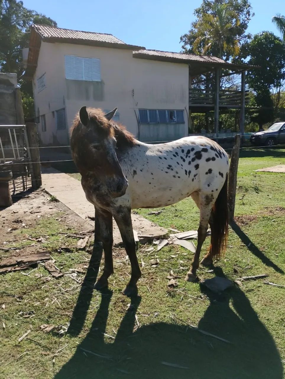 Cavalo Appaloosa  - Bom de Cela e Machador