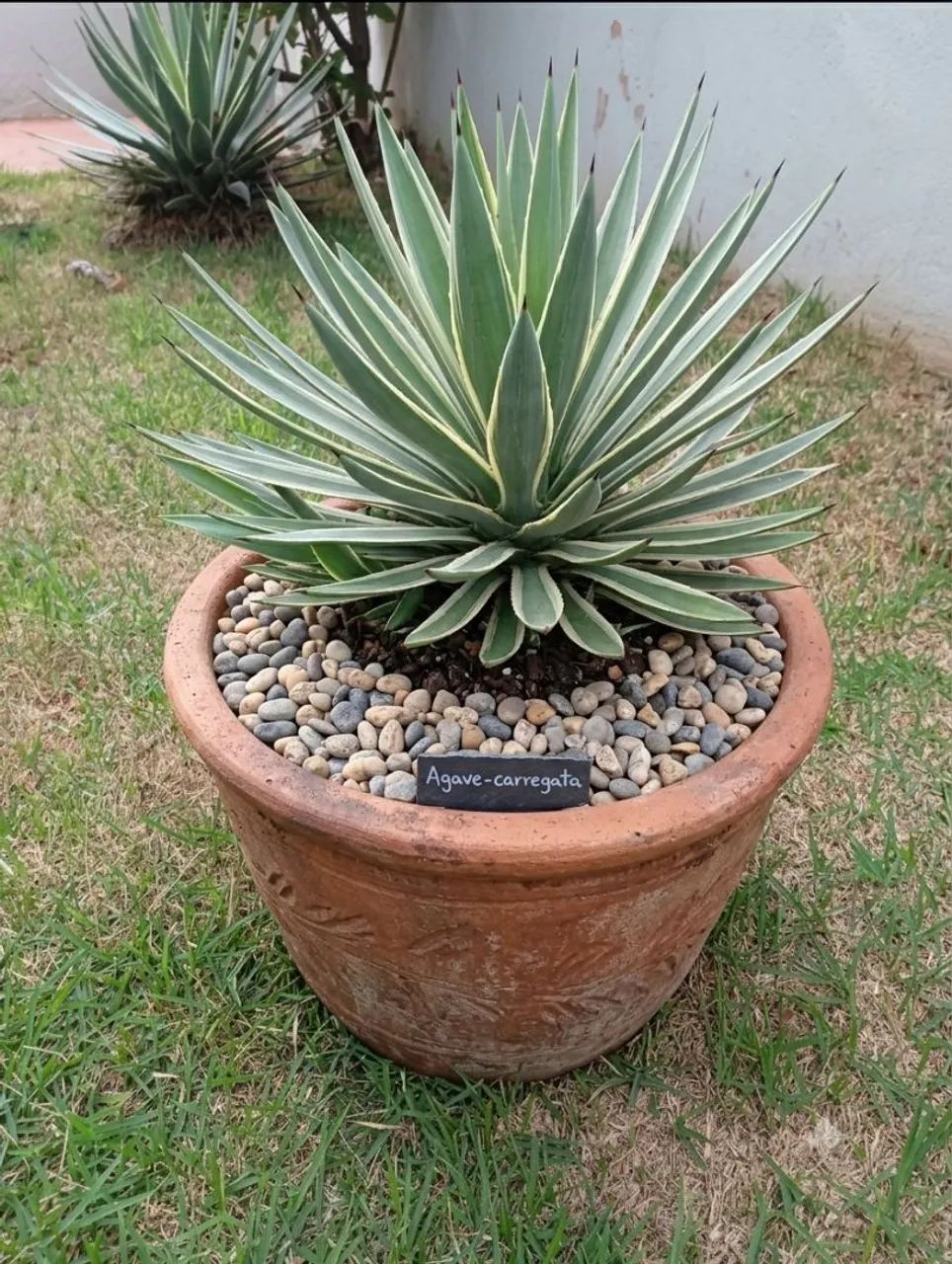 Planta Agave