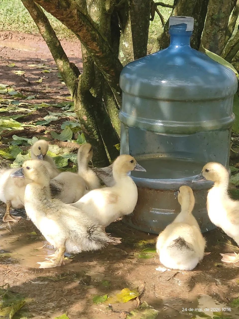 Frangos e Patos - Foto 4