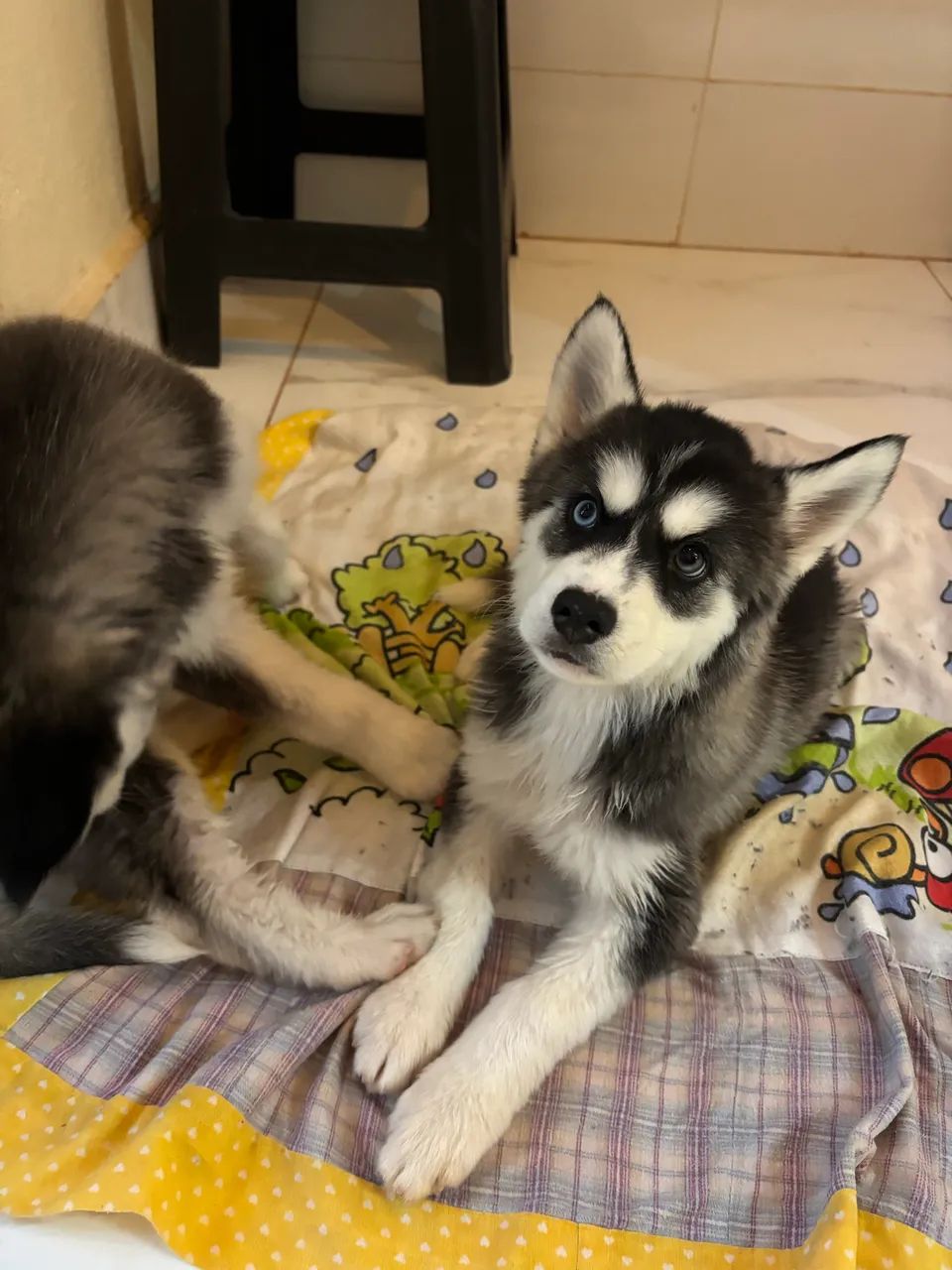Husky Siberiano - Foto 3