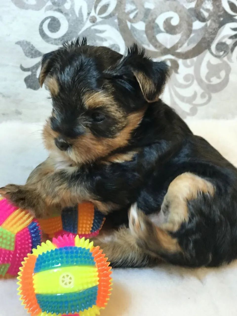 Yorkshire Terrier 