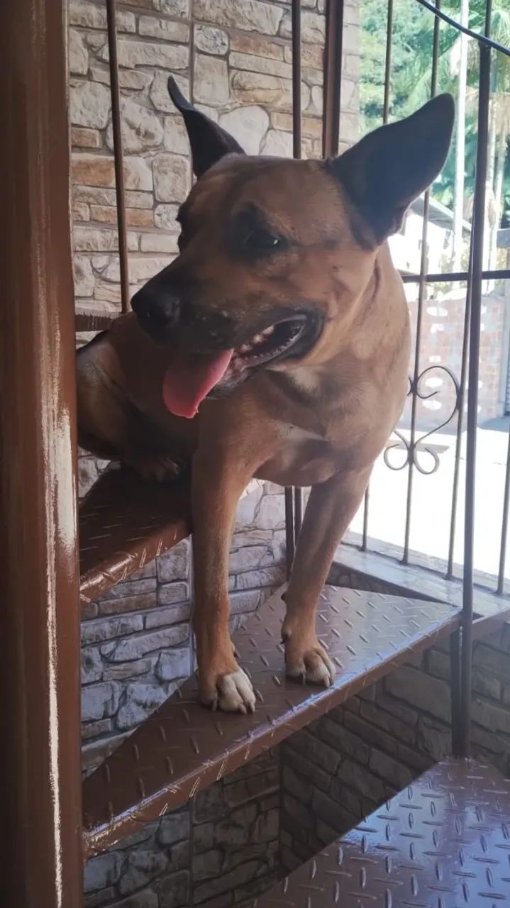 Doação responsável  - Foto 3