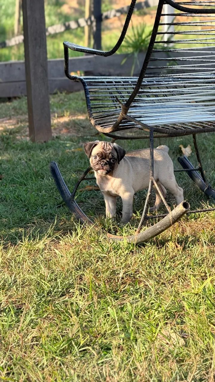 Pug - Foto 3