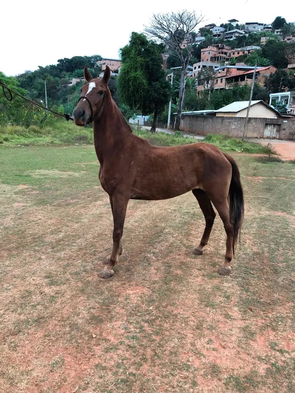 Égua marcha batida