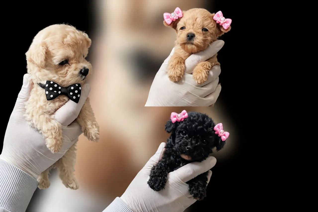 Poodle 