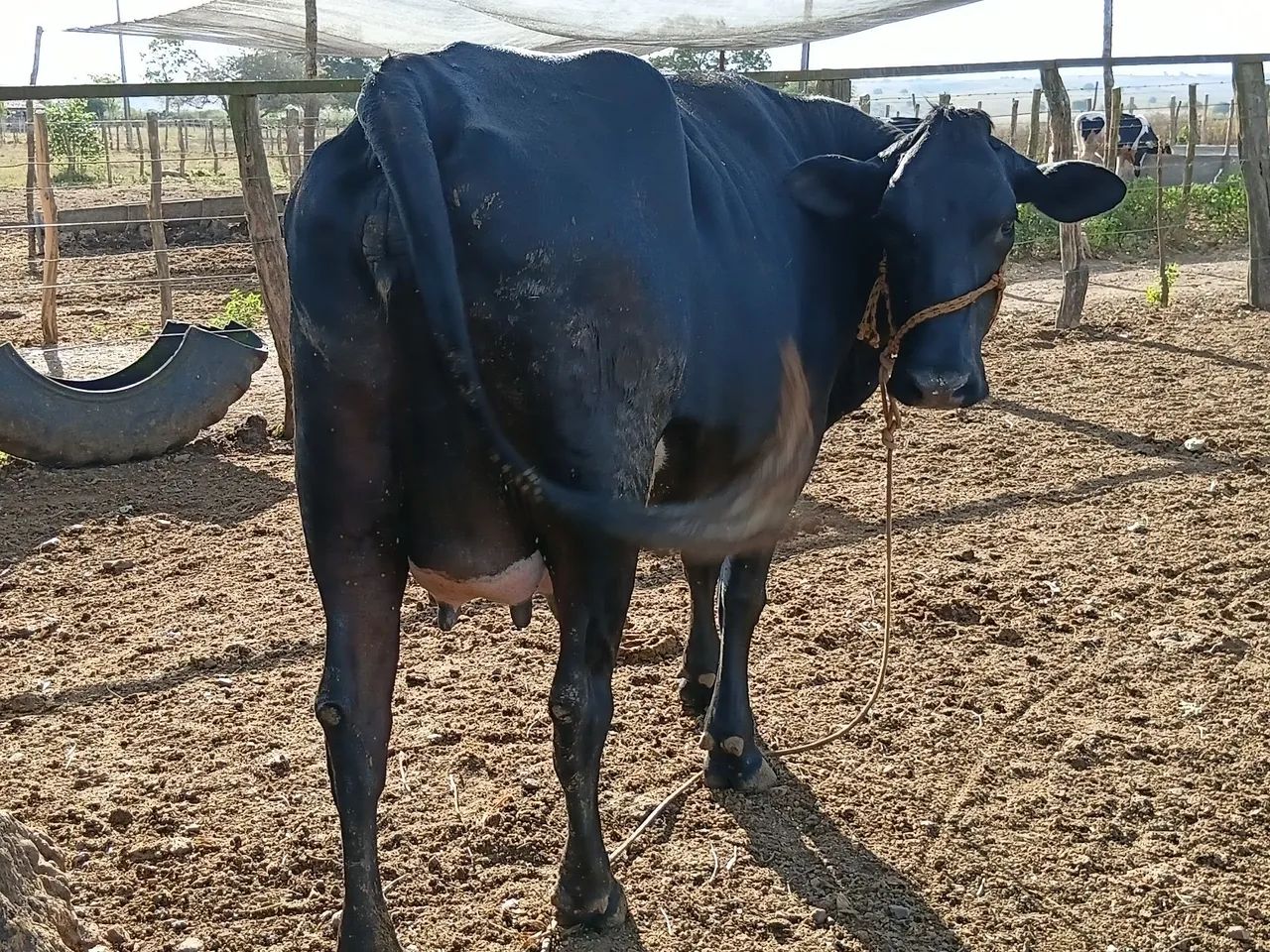Vacas - Foto 2