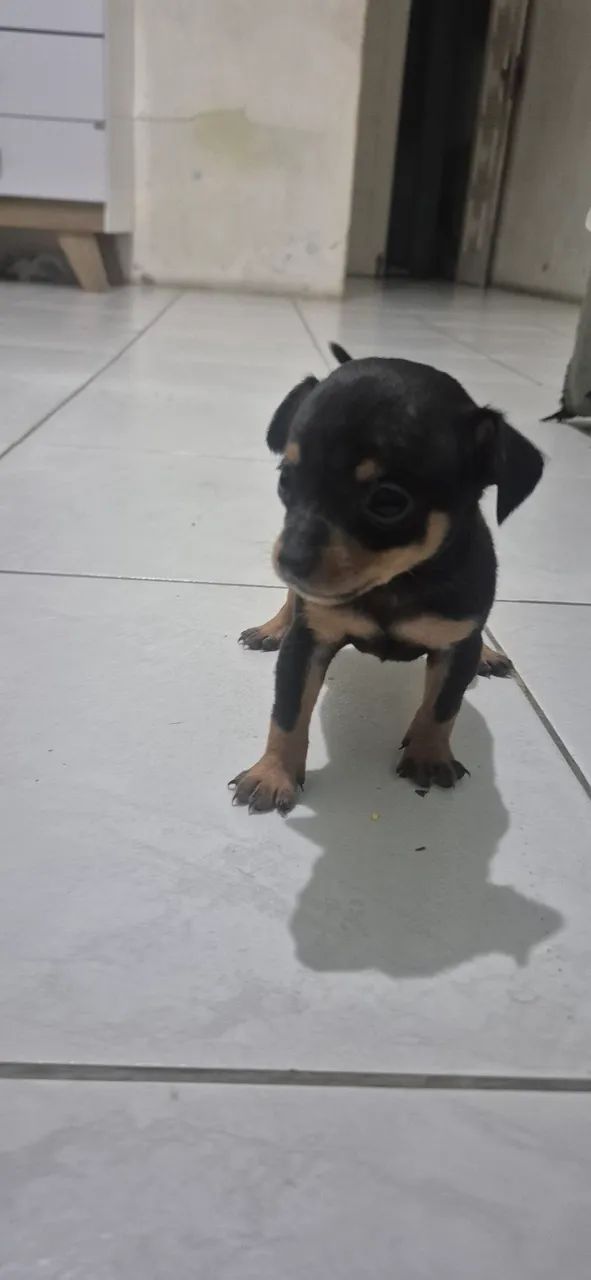 Vendo pinche 01
