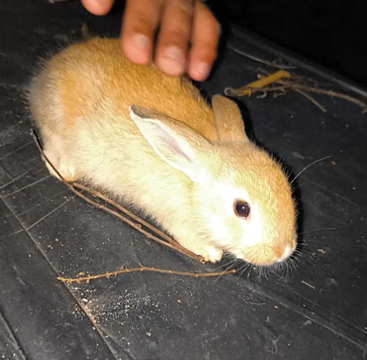Coelhos  - Foto 3