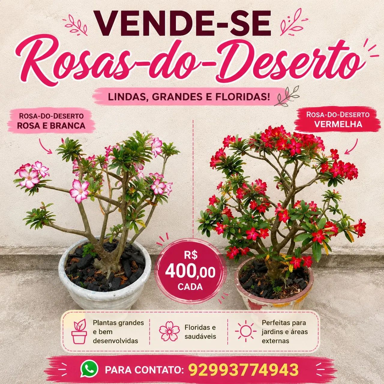Rosas  do Deserto 