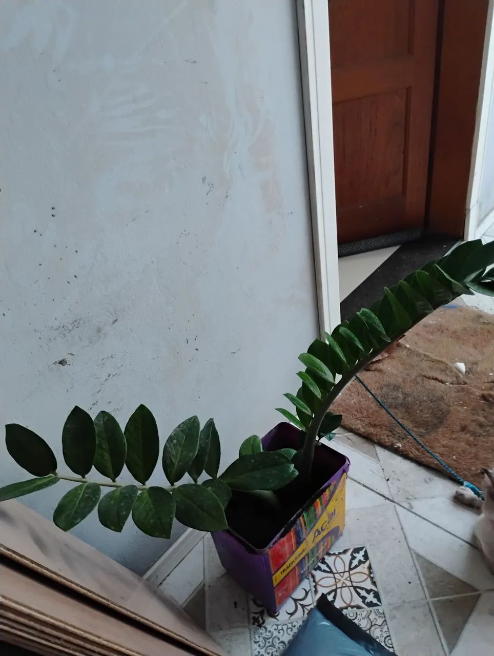 Planta Zamioculca com 60 cm - Foto 3