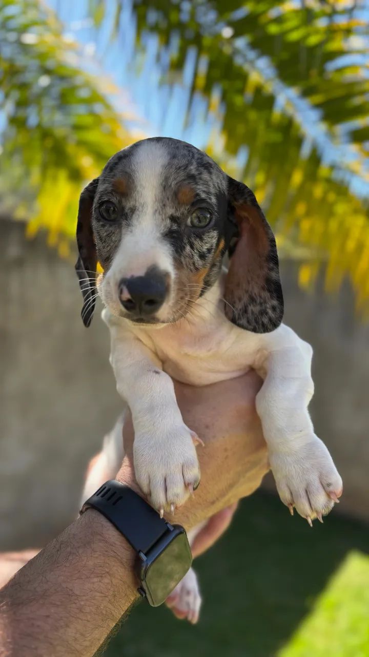Salsichas Dachshund  - Foto 3