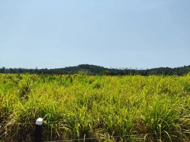 Fazenda em Vargem Grande do Maranhão