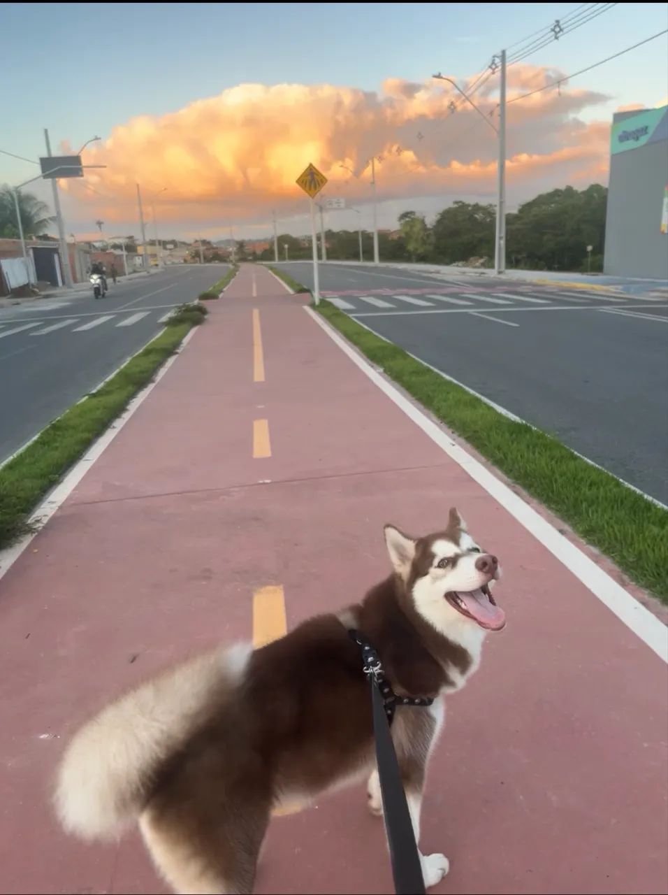 Husky siberiano macho - Foto 4