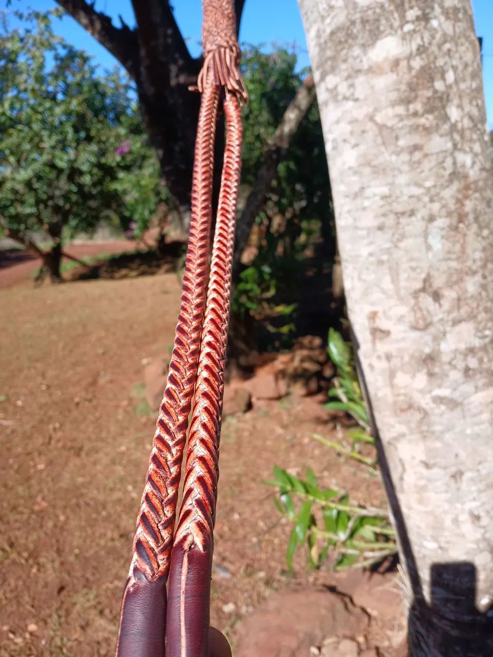 Mango duas pernas  - Foto 2