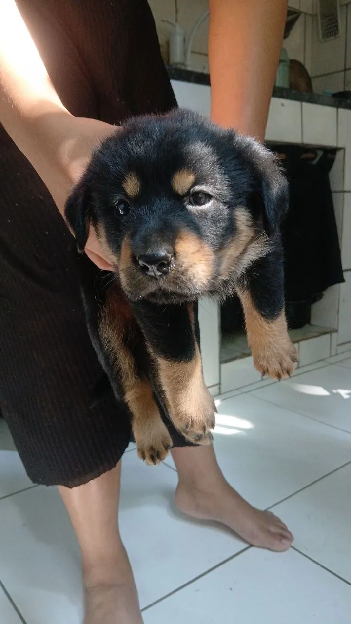 Doação  - Foto 2