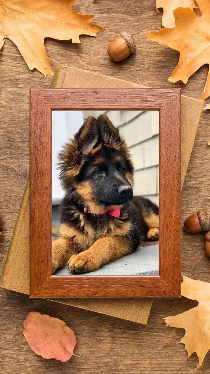 Melhores pastor alemão pelo longo gg