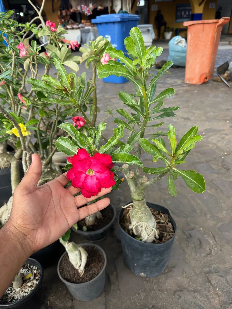 Rosa do deserto  - Foto 2