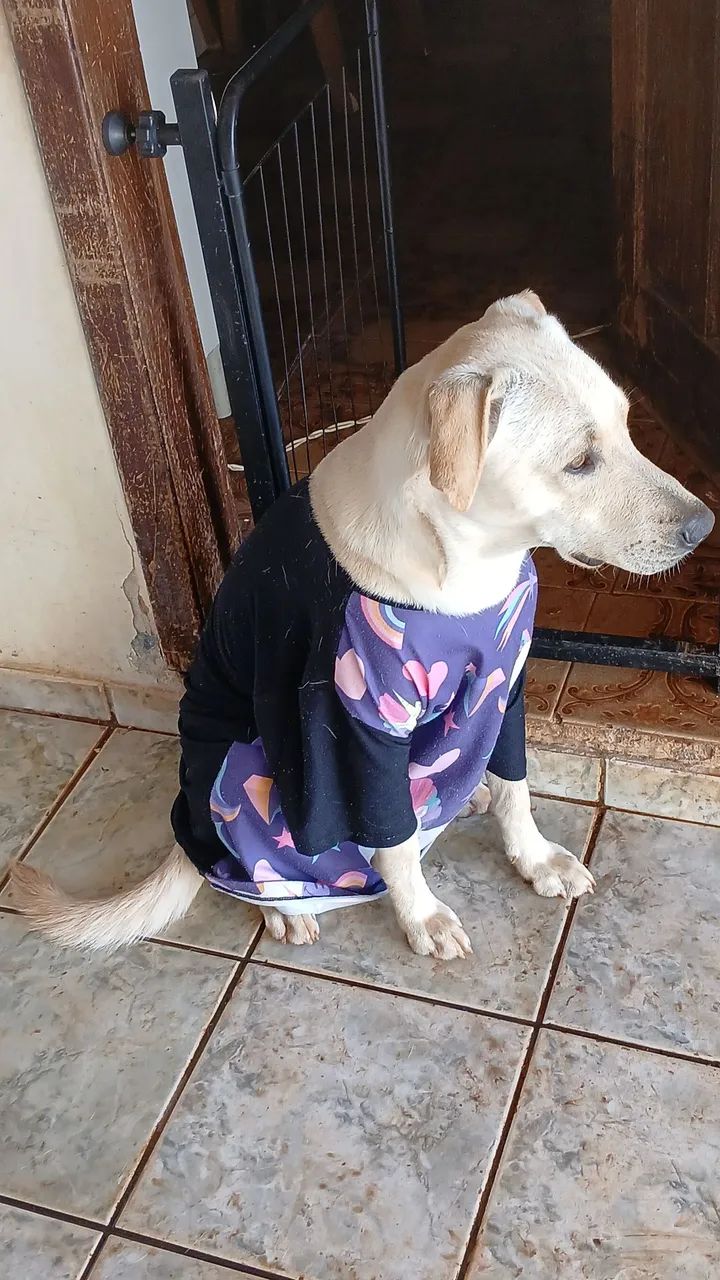 Doação cachorro macho 