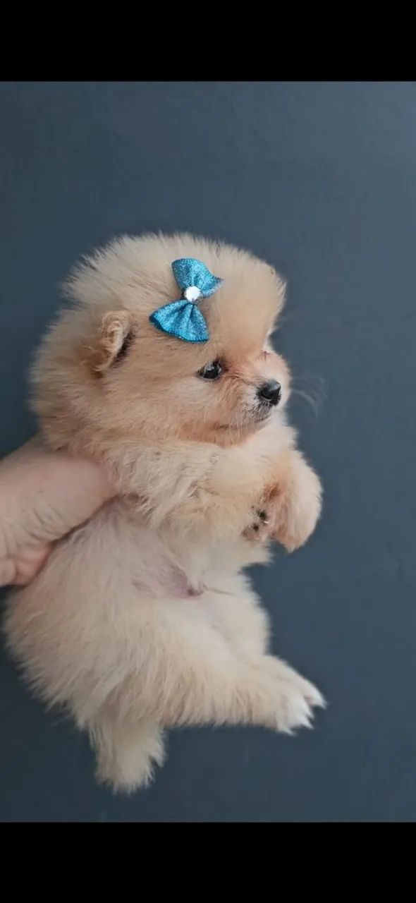 Lulu da Pomerânia anão 