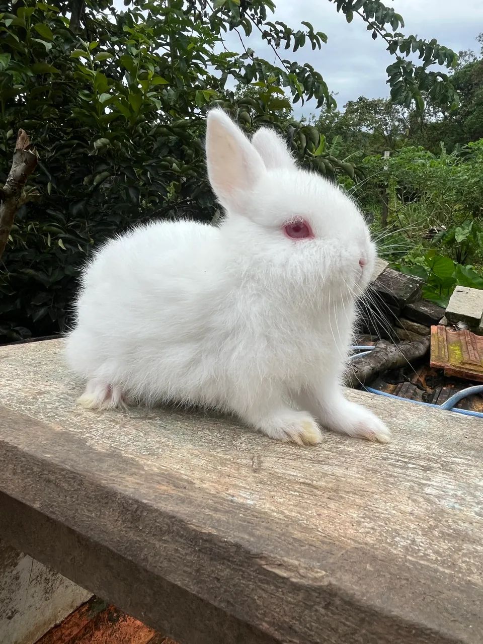 Filhotes de mini Coelho Natherland  - Foto 2