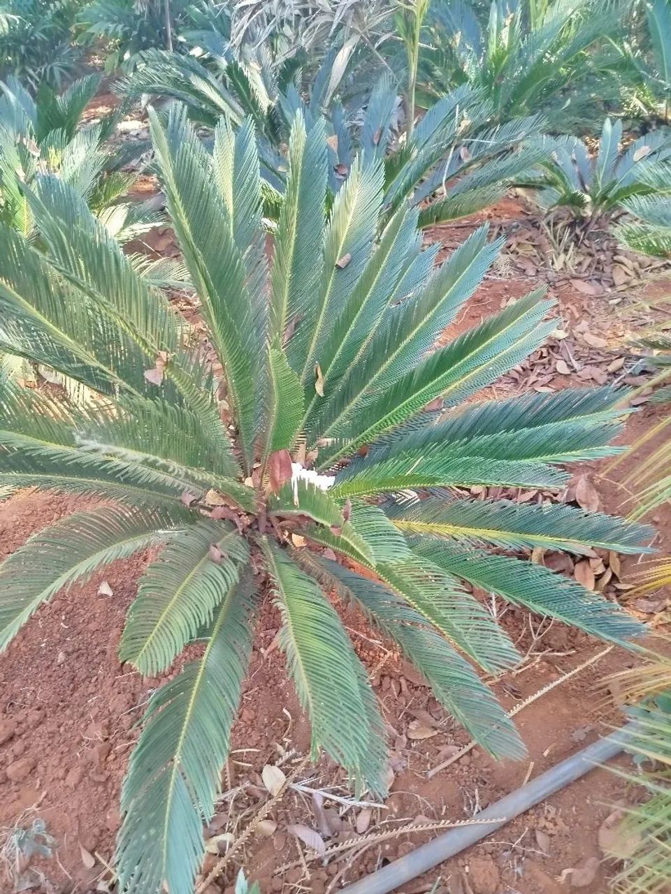 Cica revoluta**" - Foto 5