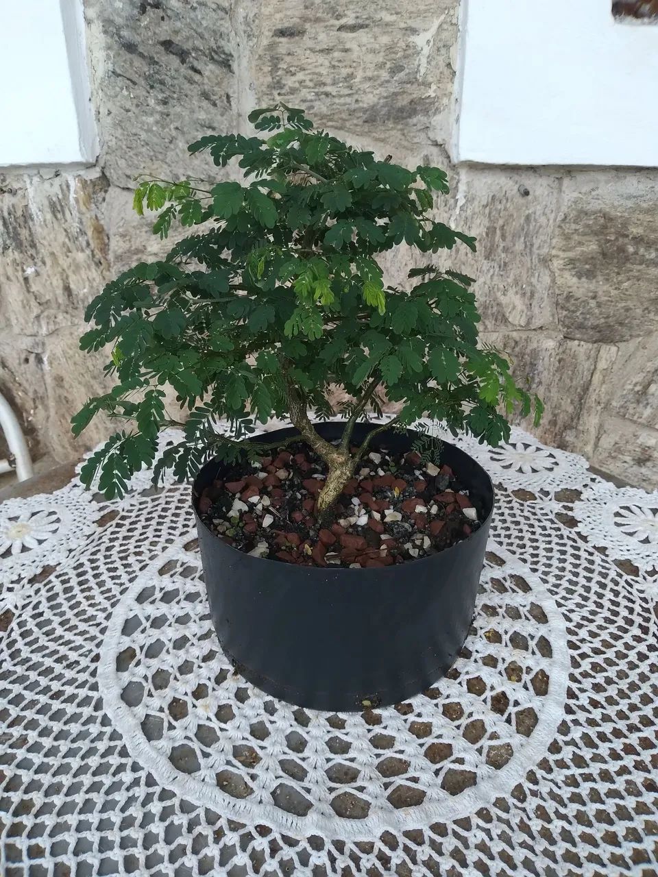 Bonsai Pitheco 