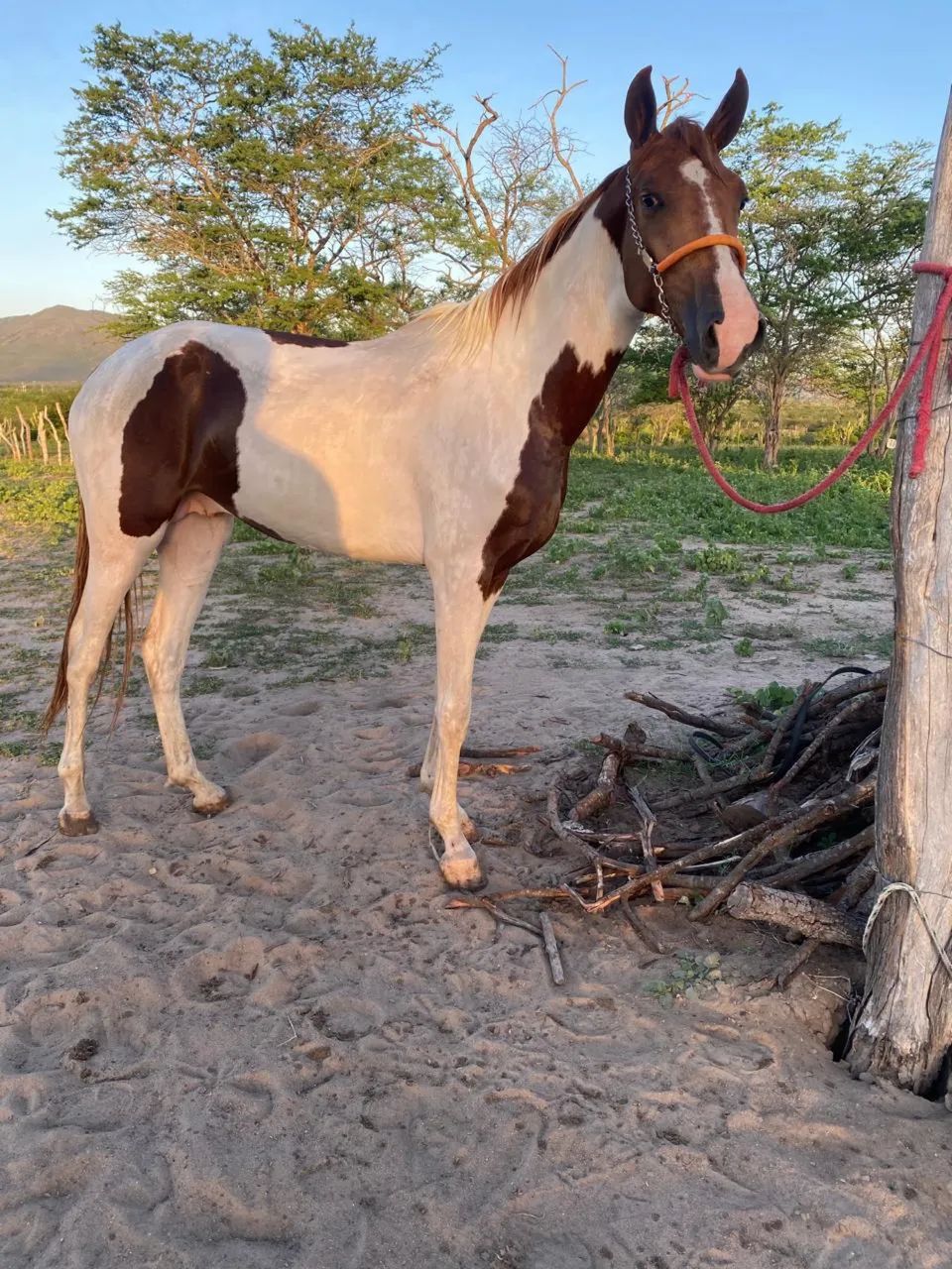 Cavalo mangalarga pampa 