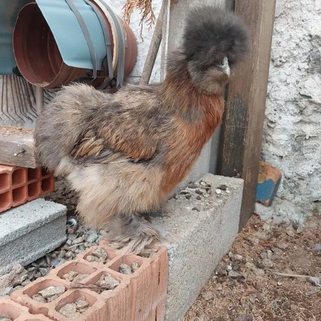 Casal de Galinha e Galo da raça Sedosa do Japão Silkie Vacinados e Vermifugados - Foto 5