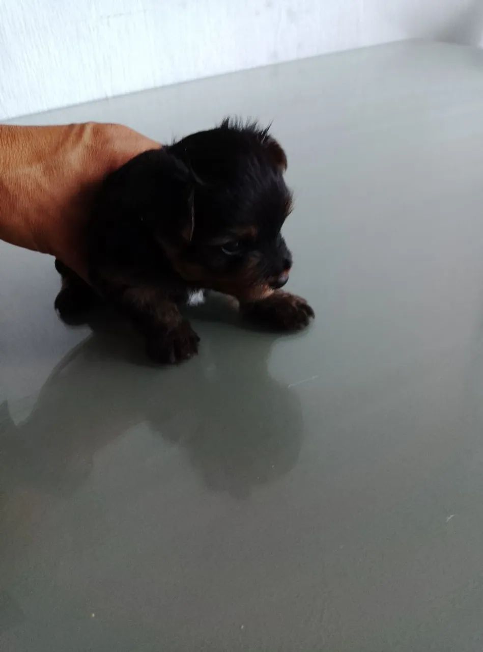 Filhotes yorkshire terrier  - Foto 3