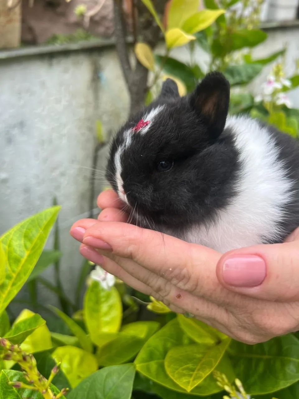 Mini Coelho - Netherland Anão