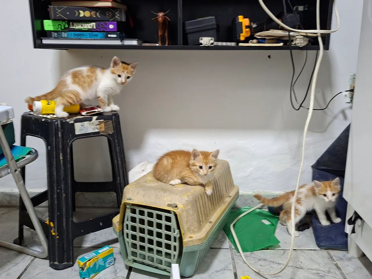 Doação de gatinhos - Foto 2