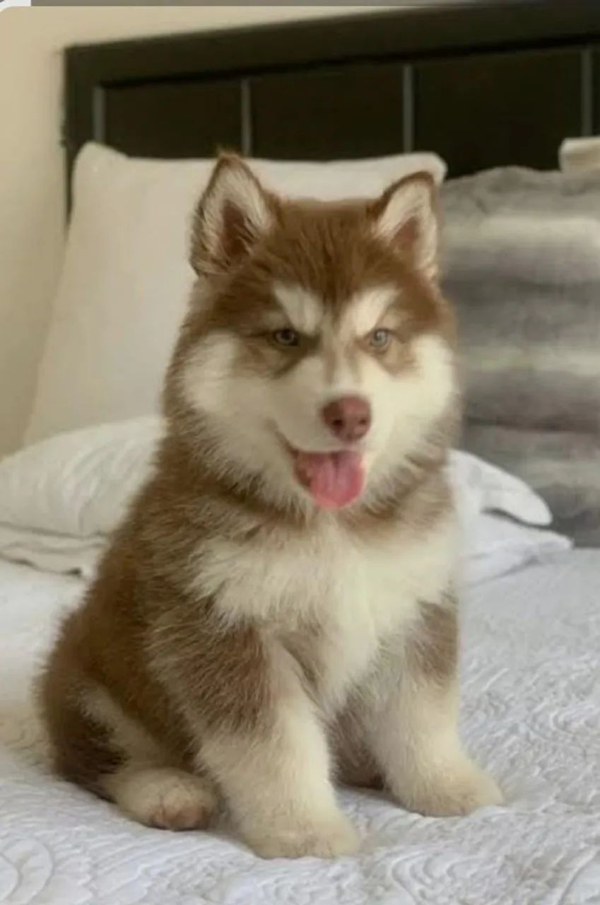 Hushy siberiano 