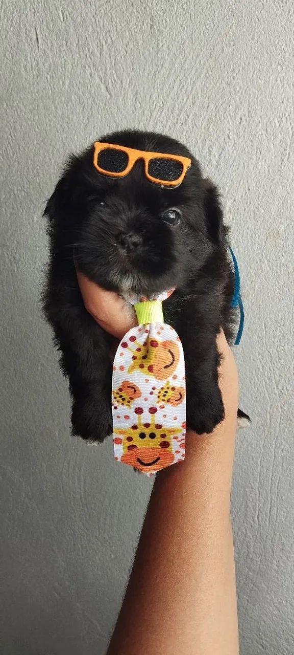 Shitzu pretinho  - Foto 2