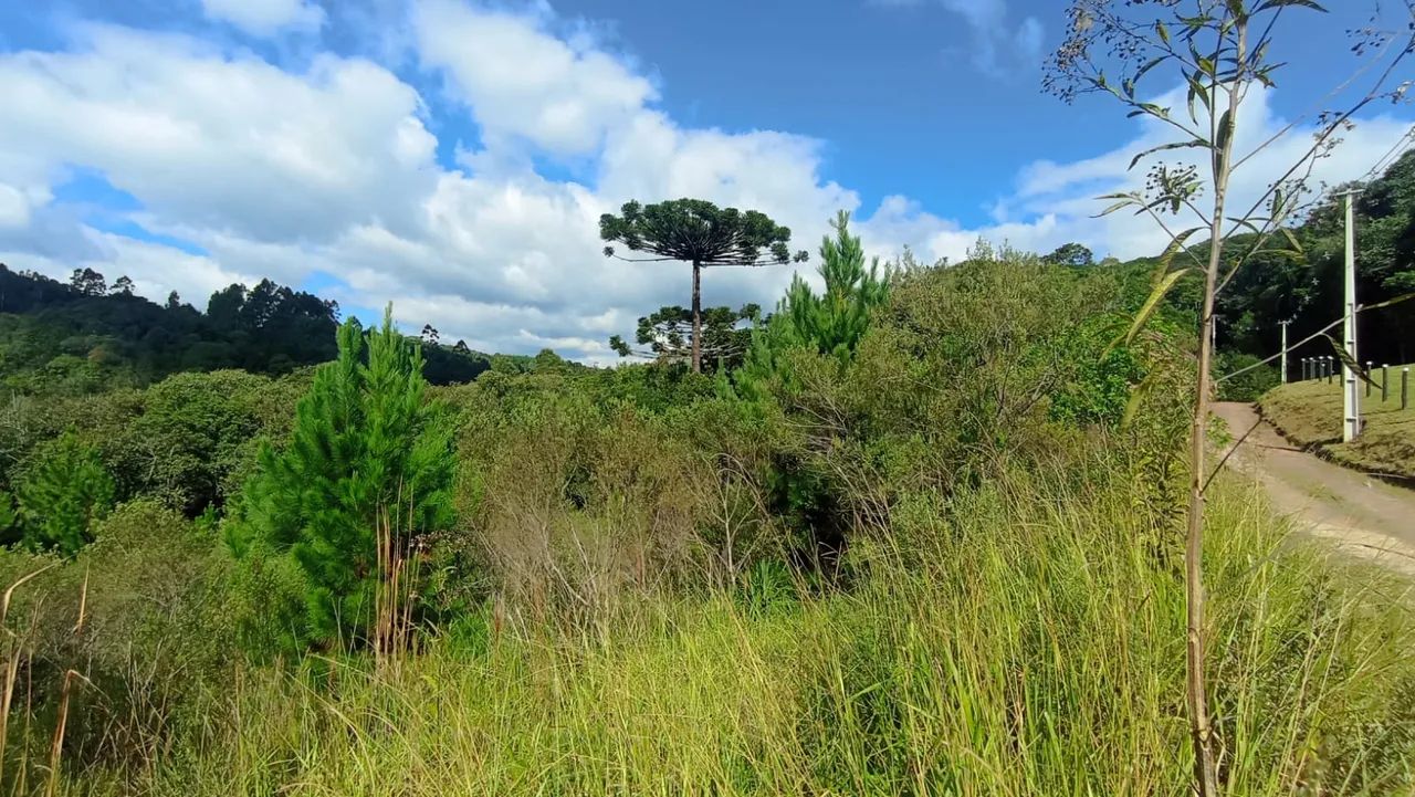 Terreno para chácara em Campo Largo - Foto 4