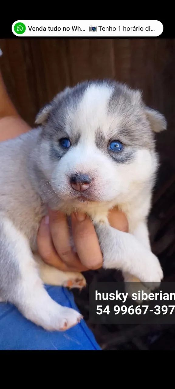 Husky siberiano - Cachorros - Chapada 1498899313 | OLX